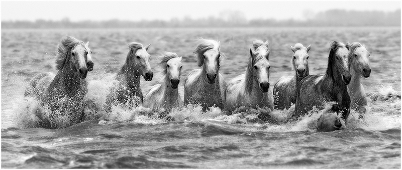 570 - HORSES IN DEEP WATER - EDWARDS DAVID L - wales.jpg